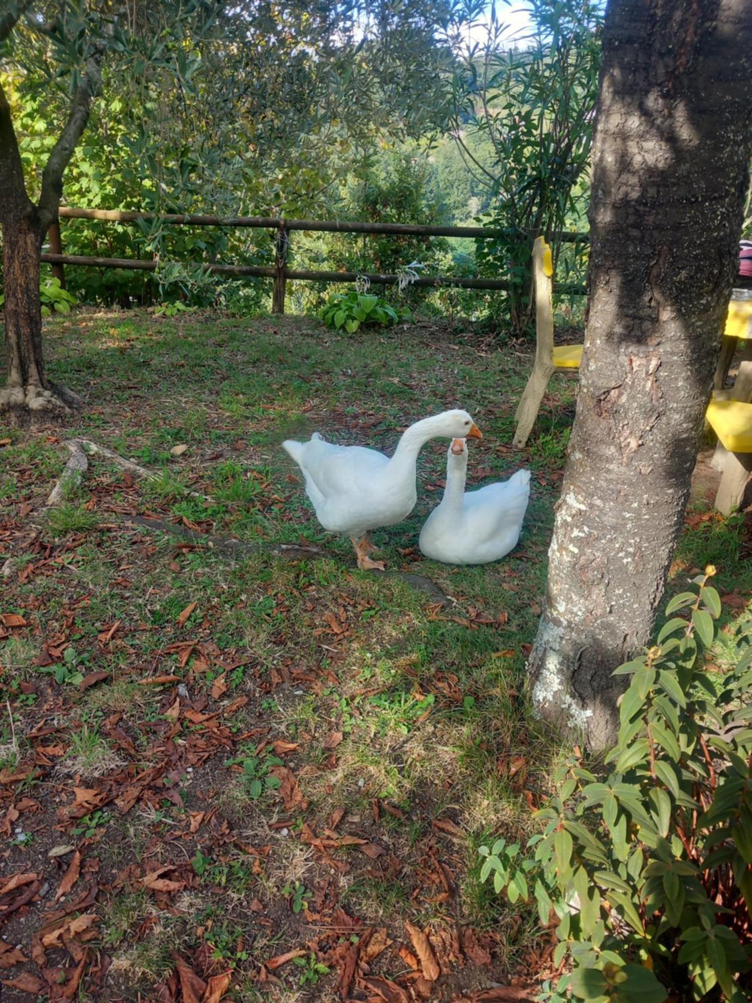 La Valle Fiorita Soviore ภายนอก รูปภาพ